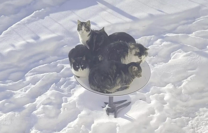 Kanadoje katės užgrobė palydovinę lėkštę